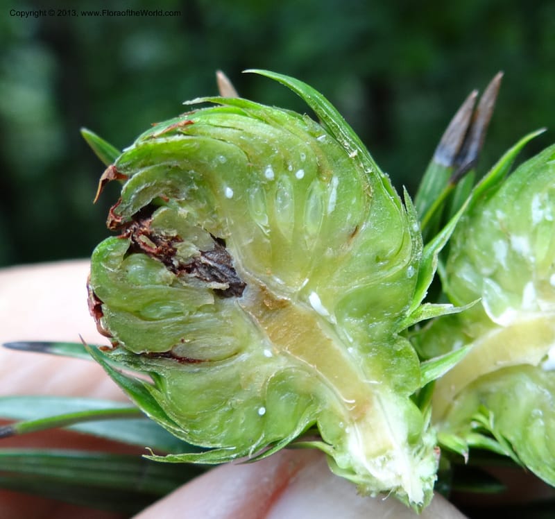 Cunninghamia lanceolata, Davidson, C 11976--China. Zhejiang Prov. Tian Mu Shan. 1 Jun 2012. DSC01264 (156).JPG