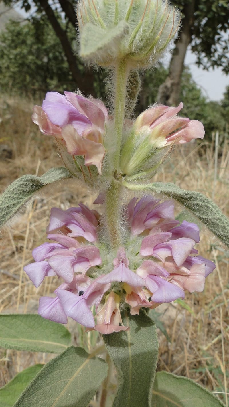 Phlomis rigida, A. G. Miller 118.A20--Iraq. Kurdistan. Shakh-i Pira Magun. 9 June 2010. 014 (2).jpg