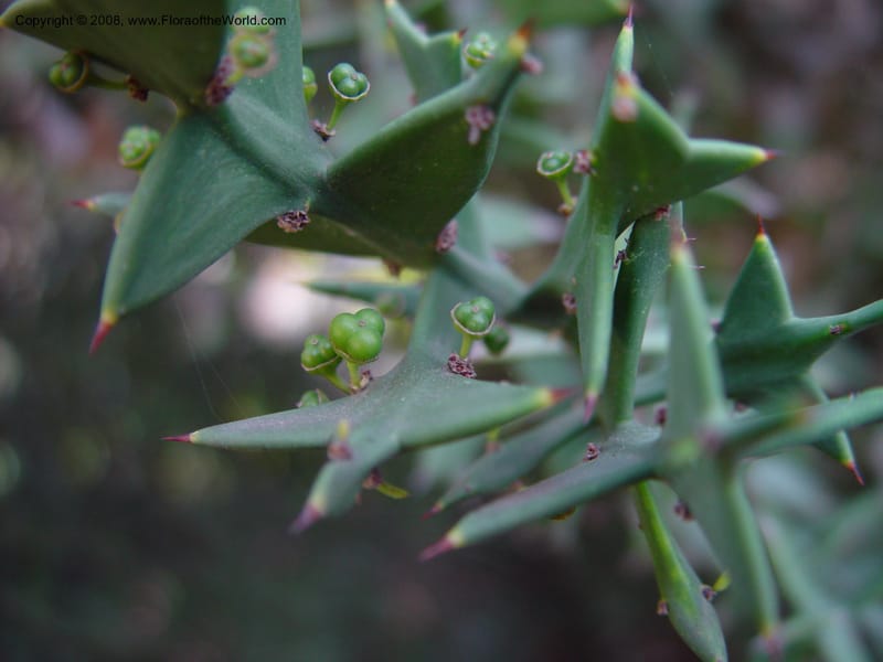 Colletia paradoxa. 49. 2020--CA. UC Berkeley Bot. Gard. 11 Feb 03. 088.jpg