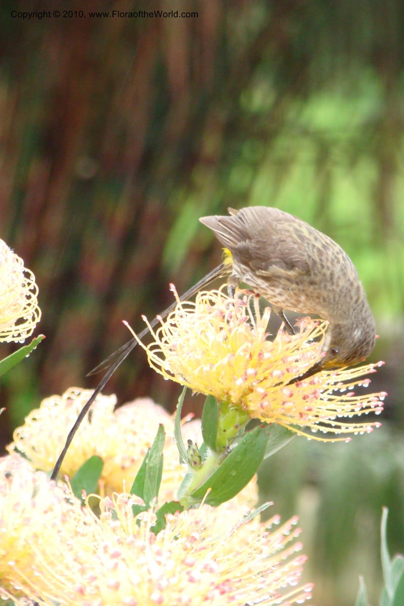 Leucospermum gueinzii--South Africa. Kirstenbosch Bot. Gard. 21 Aug 09. 067 (7).jpg