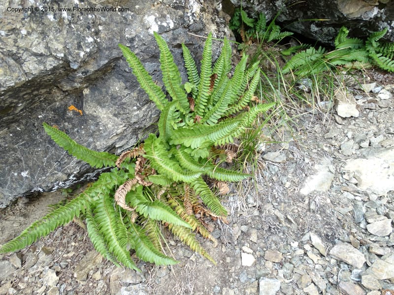 Polystichum scopulinum, Davidson, C 12631--ID. Idaho Co. Seven Devils Campground. 11 Aug 2014. DSC00412 (60).JPG