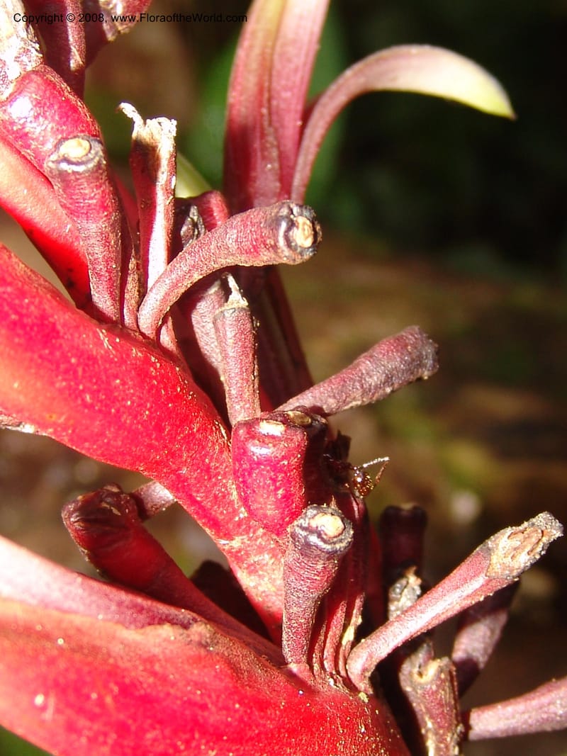 Heliconia, RVasquez32993--Peru. Pillcopata. Qbda Pini Pini. 29 Oct 07. 688.jpg
