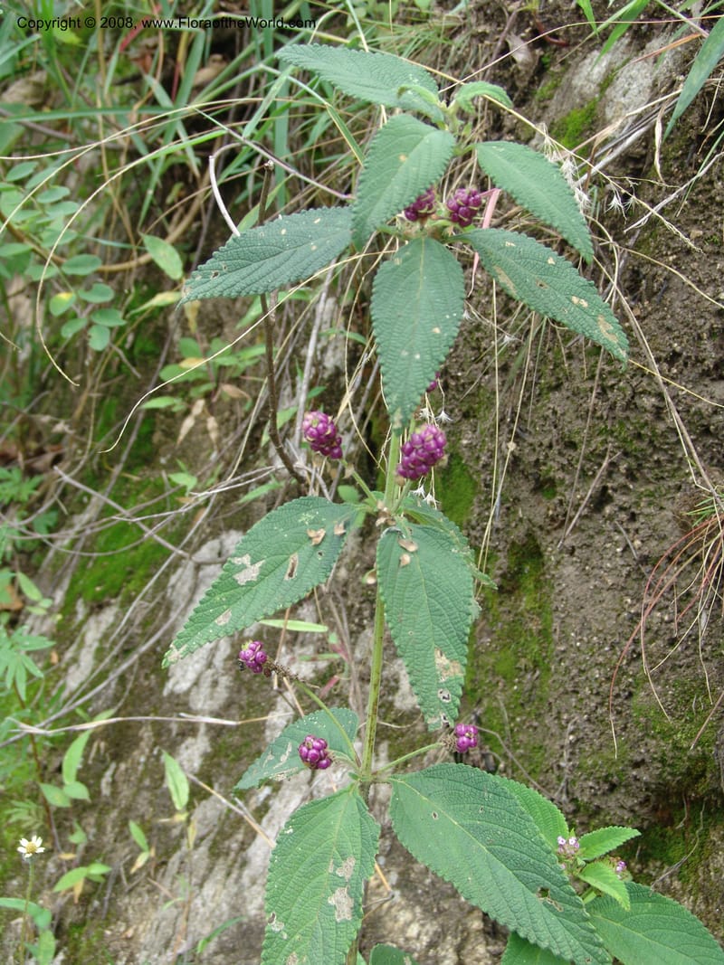 Lantana trifolia--Kenya. Nandi Hills escarpment, Kapsapet-Kericho rd. 8 Jul 04. 029.jpg