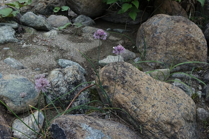 Allium schoenoprasum--Japan. Hokkaido. Teshio Exptl. For. 3 Aug 2016. DSC00757 (82).JPG