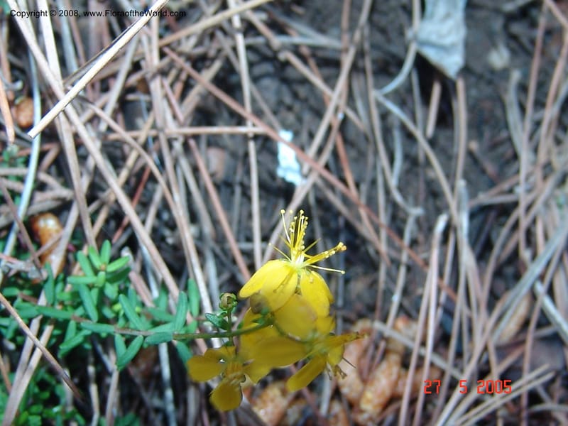 Hypericum empetrifolium ssp oliganthum--Crete. Samaria Gorge. 27 May 05.   013.jpg