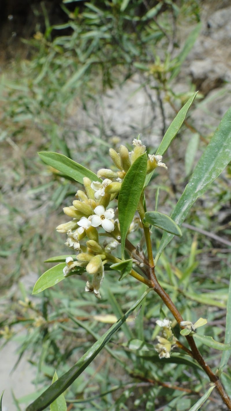 Daphne mucronata, A. G. Miller 128.3--Iraq. Kurdistan. Shakh-i Pira Magun. 10 June 2010. 131 (11).jpg