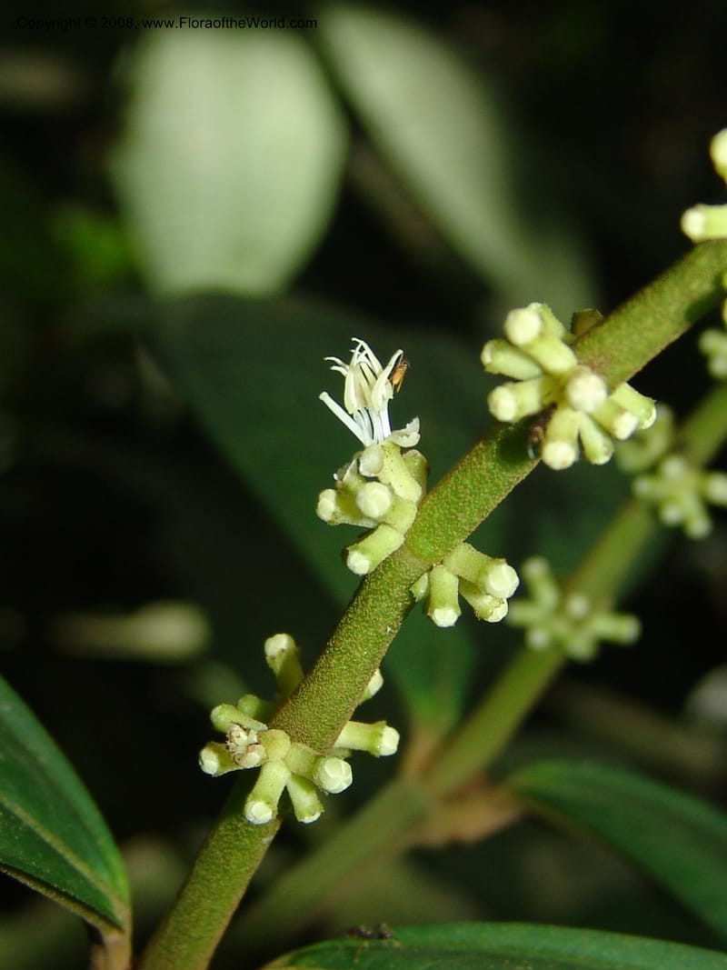 Miconia affinis, AAraujoM1253--Bolivia. Pq. Nac. Madidi. Chalalan. Send. Wabucuru. 30 Nov 04. 008.jpg