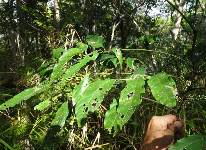 Cupaniopsis inoploea, Munzinger, J 7406--New Caledonia. Haute Robinson. 11 Nov. 2015. DSC00909 (524).JPG