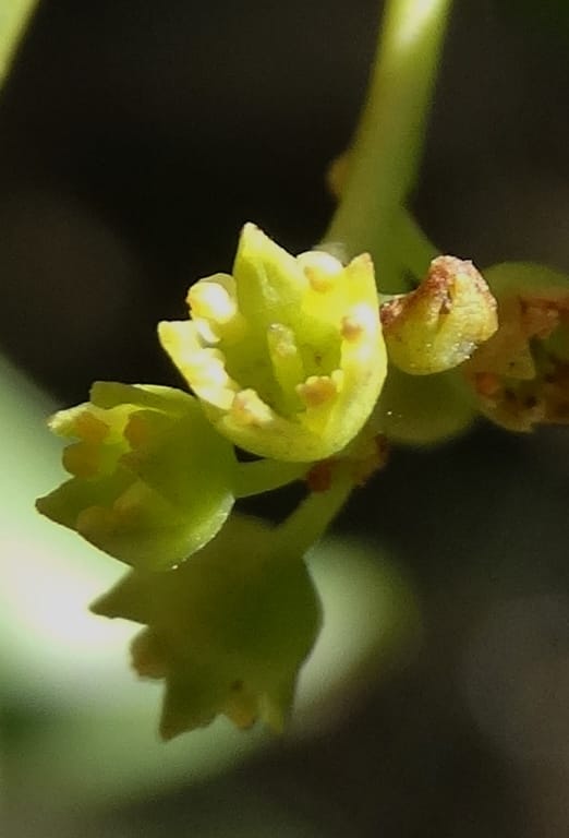 Ventilago, Bruy, D 114--New Caledonia. Tina. 10 Nov 2015. DSC00610 (135).JPG