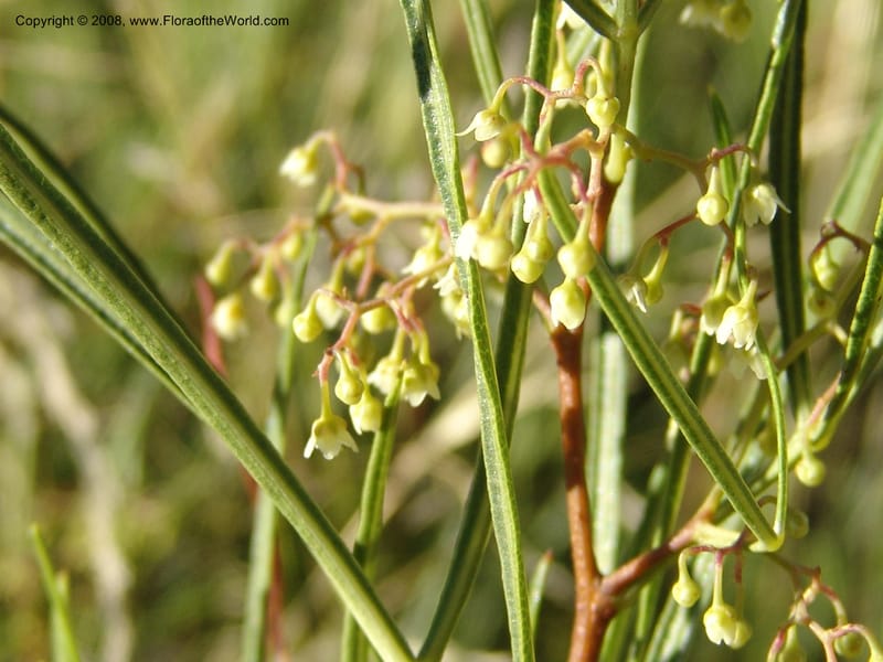 Rhus--So.Africa. E. Cape. Joubert's Pass, SE of Lady Gray. 9 Mch 05. 251.jpg