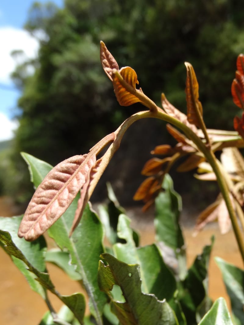 Lepidocupania lepidota, Callmander, M 1239--New Caledonia. Mont Dzumac. 12 Nov 2015. DSC01563 (370).JPG