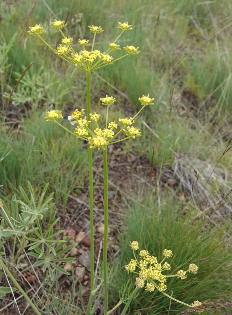 Lomatium triternatum, C. Davidson 13753--Oregon. Wallowa Co. Zumwalt.Trail Cr. Rd. 4 Jun 2018. DSC04078 (122).JPG