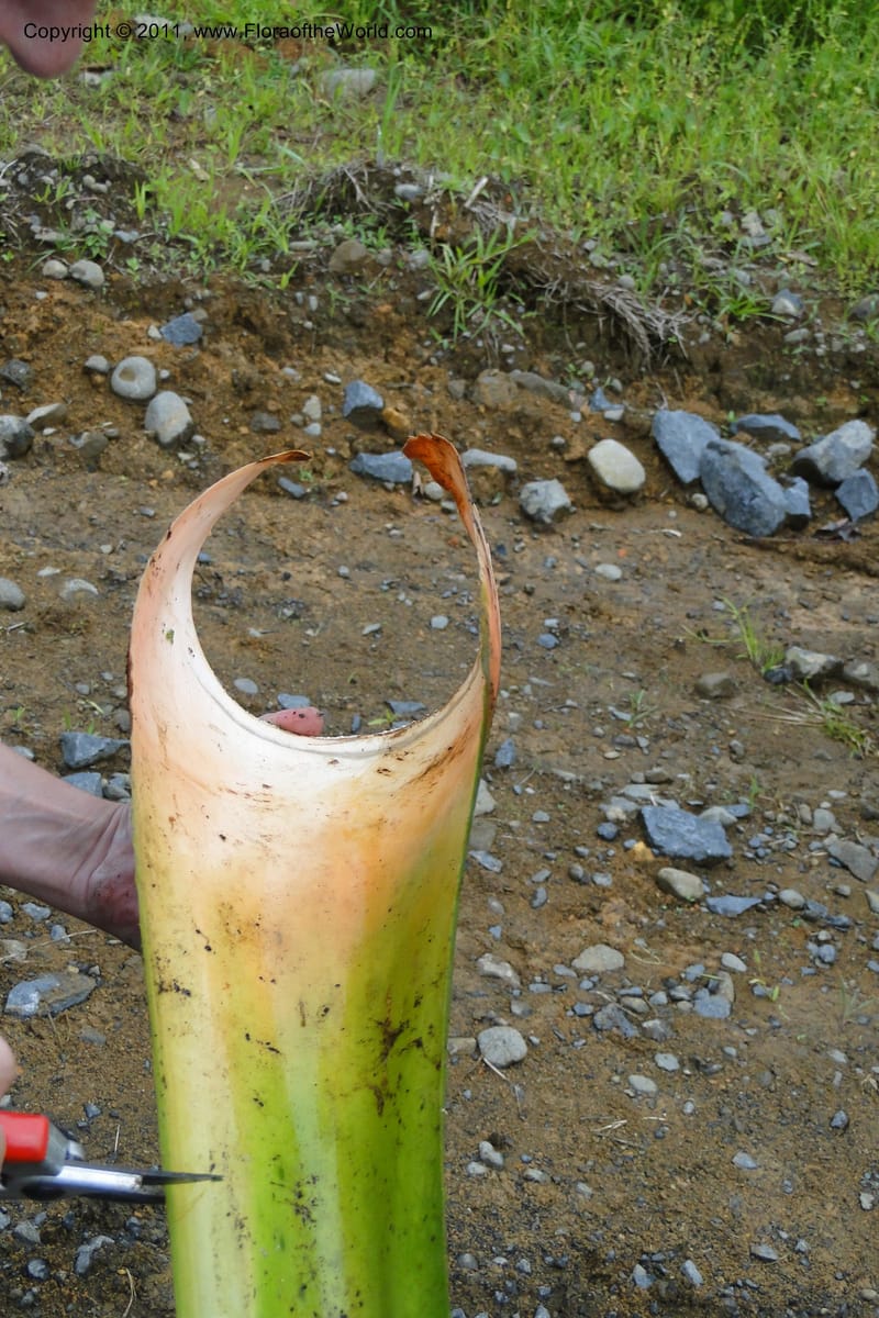 Pandanus joskei, M. Callmander 964-- Fiji. Area of Monasavu Dam I. 9 Feb 2011. 490 (65).jpg