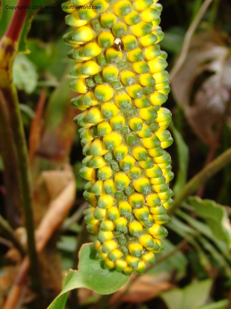 Anthurium incomptum, Croat 96349--Ecuador. Prov. Pichincha. Pacto-Pto. Quito Rd.. 25 Mar 06. 028 (16).jpg