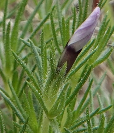 Phlox condensata, C. Davidson 13762--Oregon. Wallowa Co. Zumwalt.Trail Cr. Rd. 4 Jun 2018. DSC04078 (526).JPG