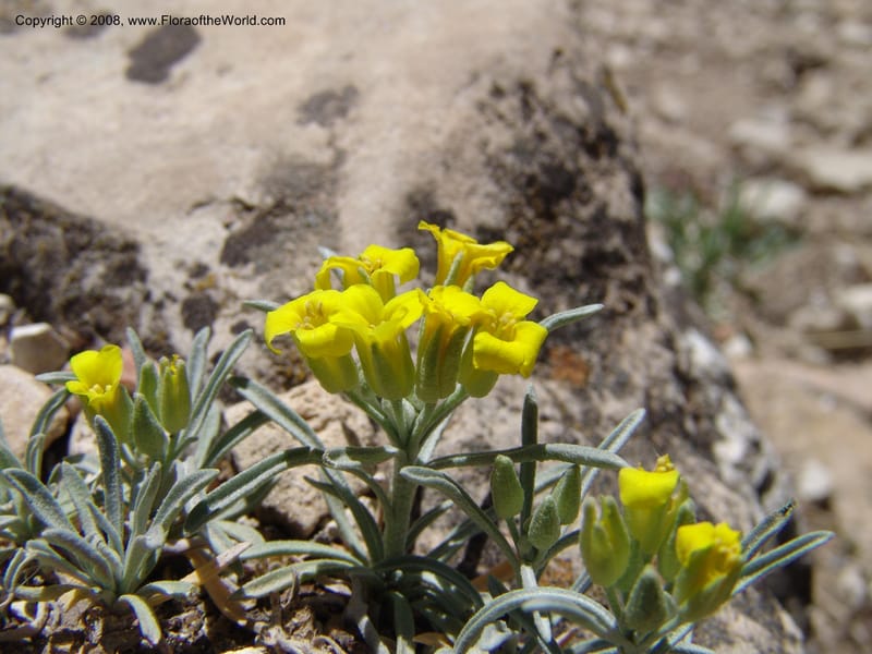 Erysimum capitatum, CDavidson11032--AZ. Coconino Co. Walnut Canyon Nat. Mon. 15 May 06. 064.jpg