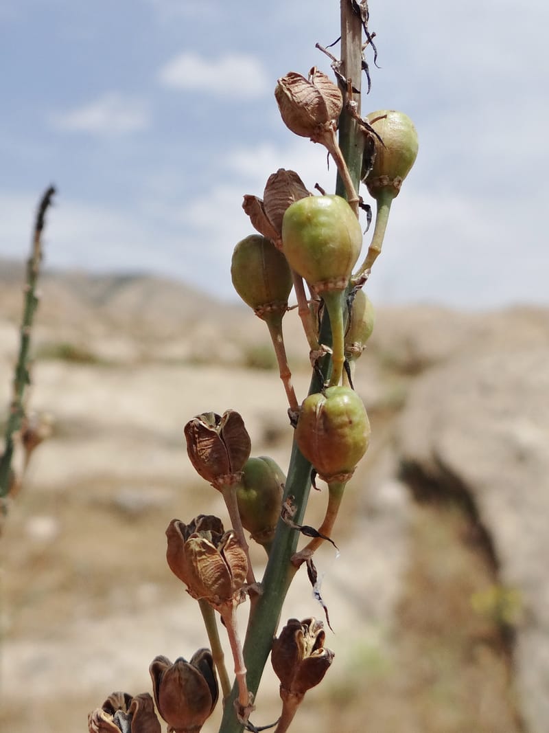 Asphodelus microcarpus--Kurdistan. Germaspan. 21 May 2013. DSC04190 (56).JPG