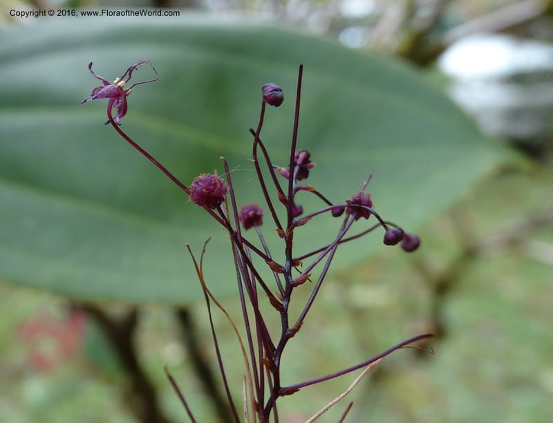 Sciaphila, Davidson, C 12754--Sabah. Hampuan FR. 13 Oct 2014. DSC04689 (152).JPG