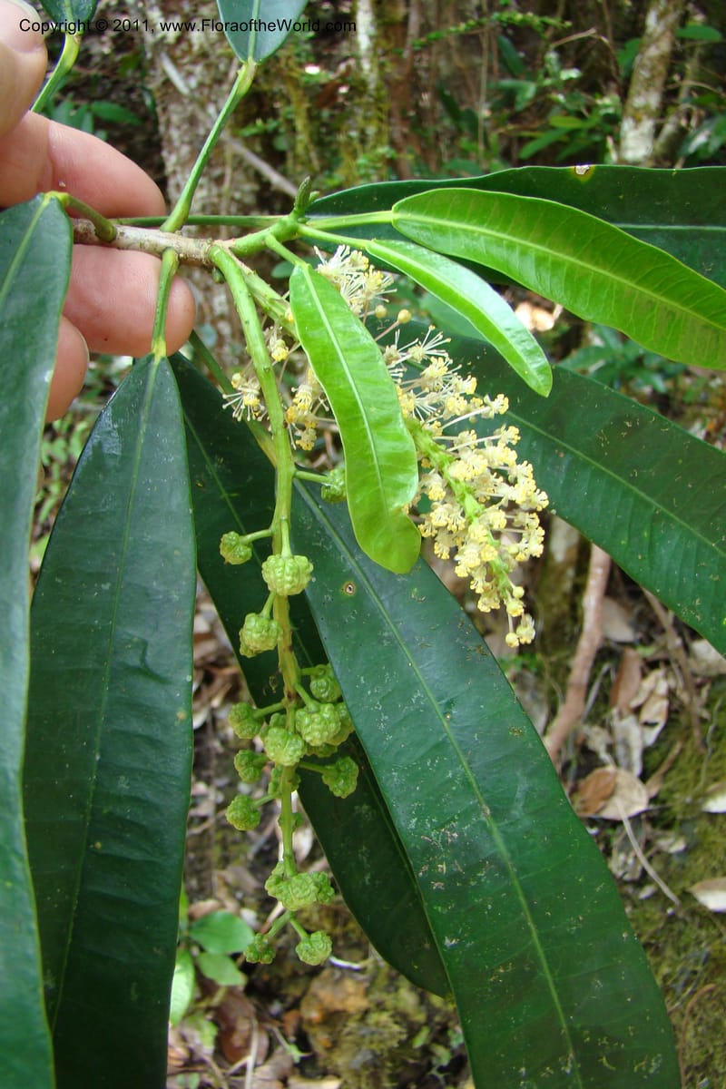 Codiaeum peltatum, M. Callmander 772--New Caledonia. Upper Tene River Valley. 19 Jan 2010. 377 (134).jpg