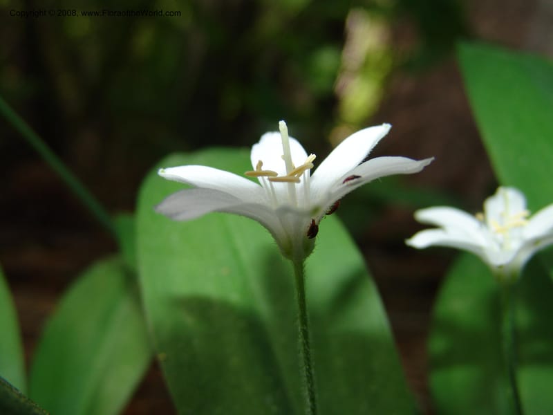Clintonia uniflora--ID. Valley Co. Sylvan Beach, McCall. 24 Jun 05. 020.jpg