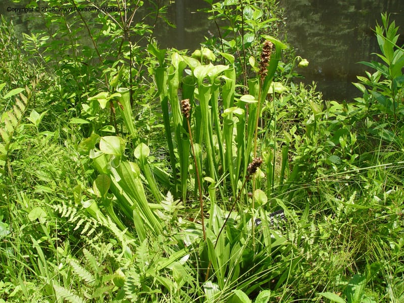 Sarracenia oreophylla--DE. Mt. Cuba Center. 24 Jun 03. 095.jpg