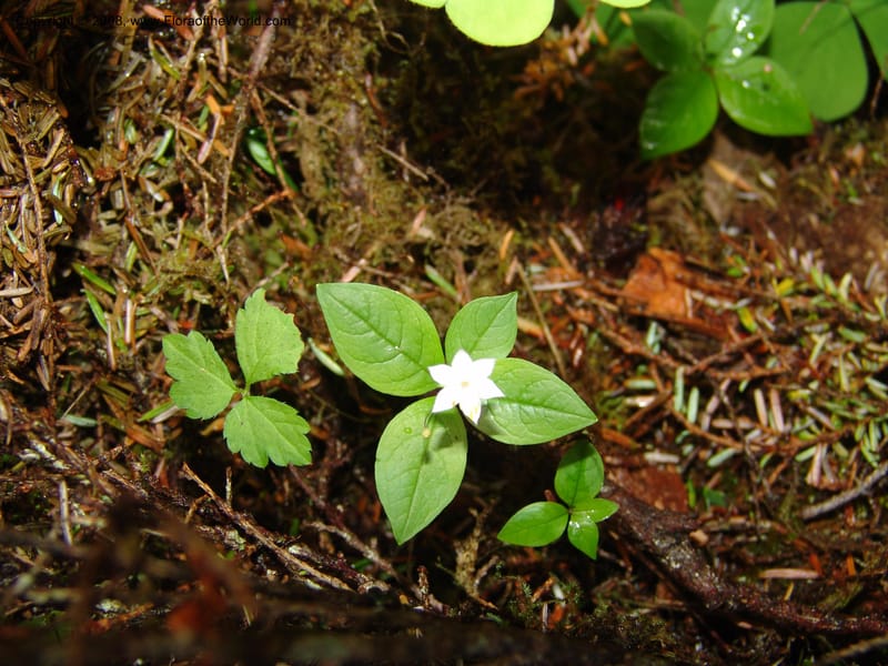 Trientalis latifolia--WA. Grays Harbor Co. Quinault Rain For, Lake Quinault. 15 Jun 06 177.jpg