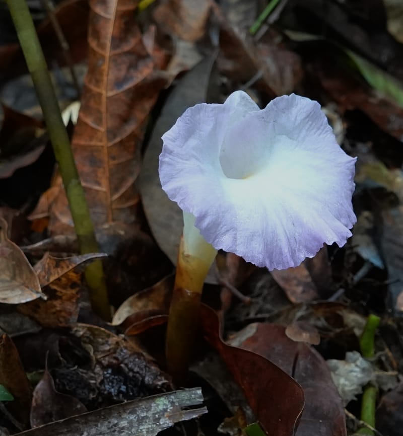 Aframomum, C. Davidson 13951--Gabon. Mondah. Arb Raponda Walker. 4 Nov 2018. DSC01949 (179).JPG