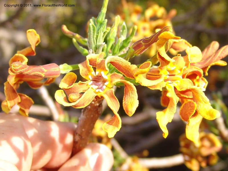 Strophanthus boivinii, ROR1482--Madag. Orangea For. Res. near Antsiranana. 5 Nov 06. 598.jpg