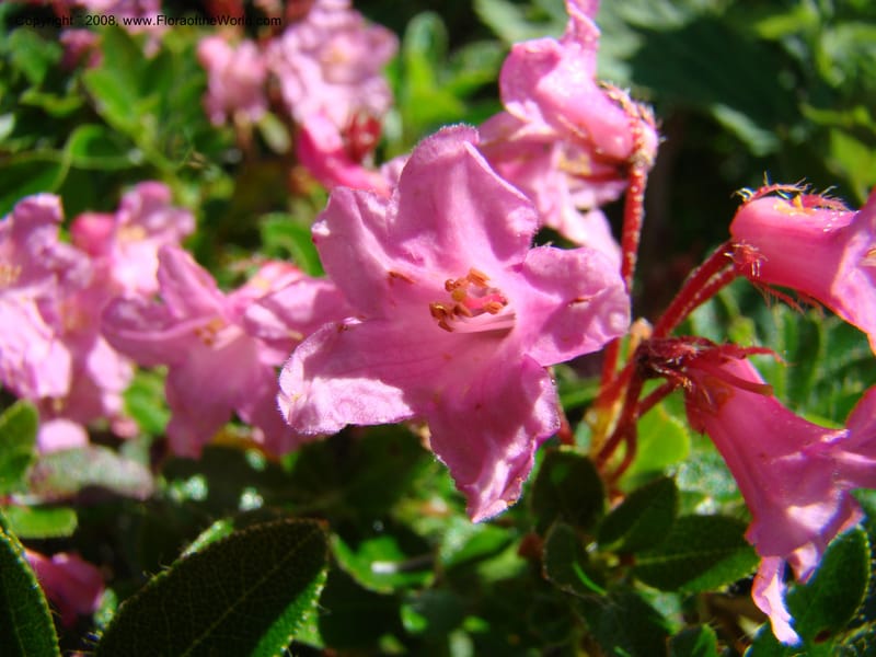 Rhododendron hirsutum, CDavidson11243--Slovenia. Gorenska Reg. Velika Planina. 6 Jul 08. 019.jpg