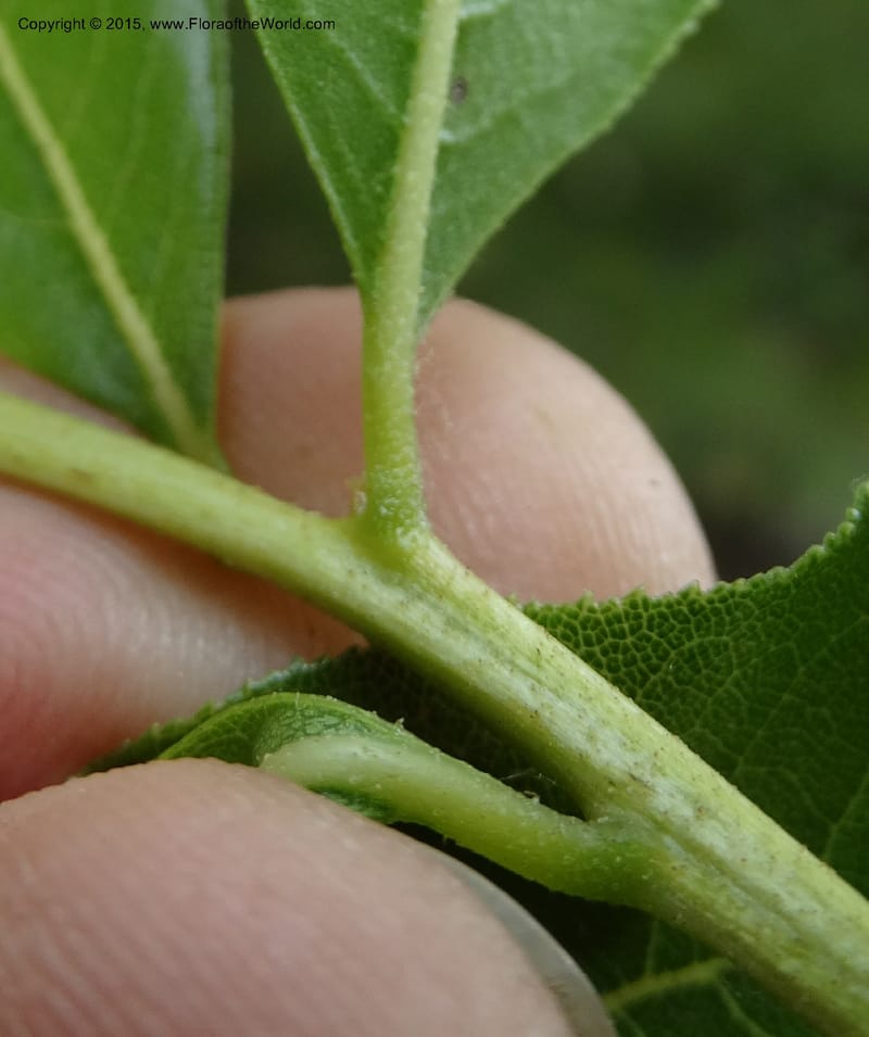 Escallonia pulverulenta, Davidson, C 12833--Chile. Cerro El Colorado, E of Talca. 28 Nov 2014. DSC08873 (63).JPG