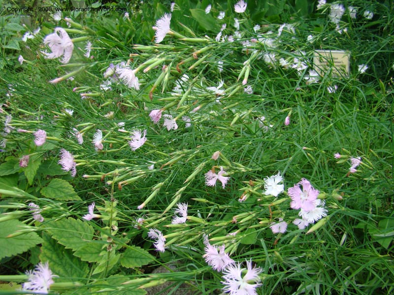 Dianthus monspessulanus--Slovenia. Ljubljana. University Botanical Garden. 7 Jul 08. 014.jpg