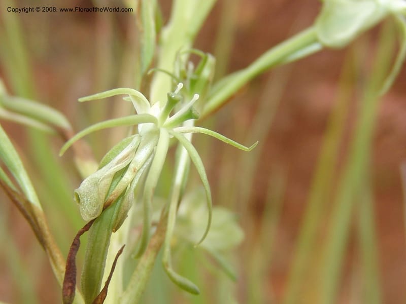 Habenaria--So.Africa. Mpumal. Moodie Mts.  18 Mch 05. 128.jpg
