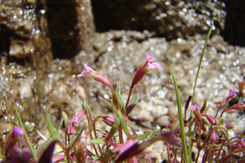 Mimulus breweri, C. Davidson 11466--ID. Valley Co. Warm Lake. 16 June 2009. 097.jpg