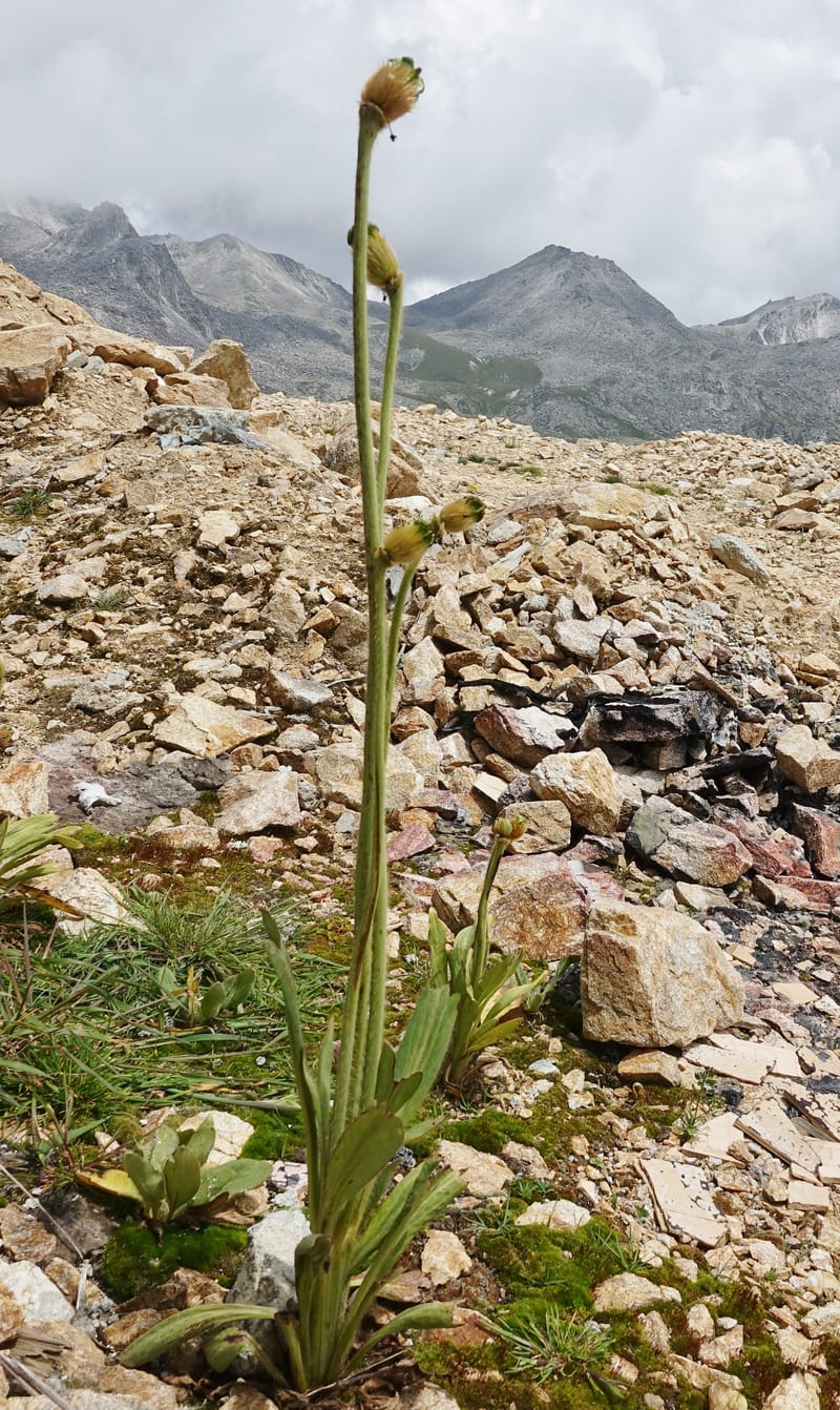 Meconopsis integrifolia subsp. integrifolia, D. Boufford 44063--China. Sichuan. Zhe Duo Shan. 17 Aug 2017. DSC06717 (409).JPG