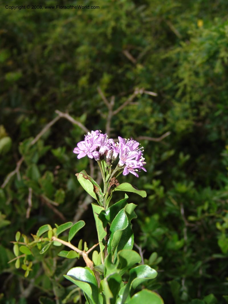 Ehretia rigida--So.Africa. E. Cape. Uitenhage Nat. Res. 6 Mch 05. 194.jpg