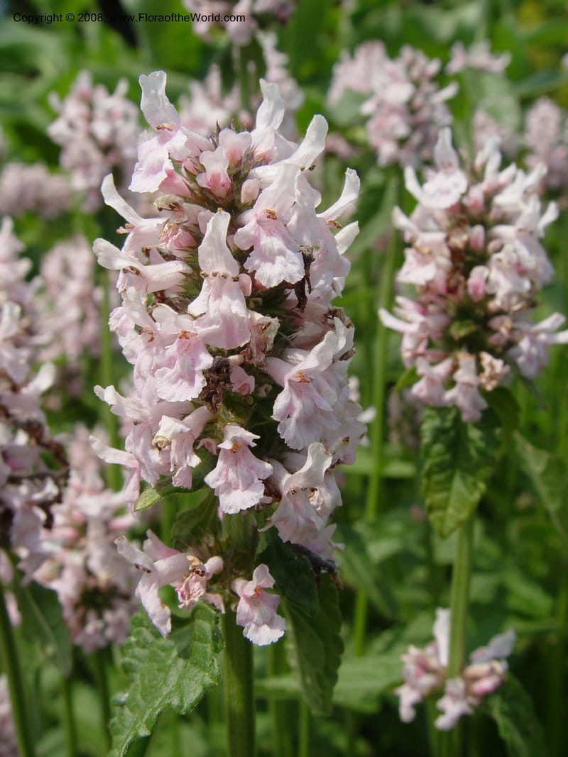 Stachys officinalis--PA. Longwood Gardens. 25 June 03. 047.jpg