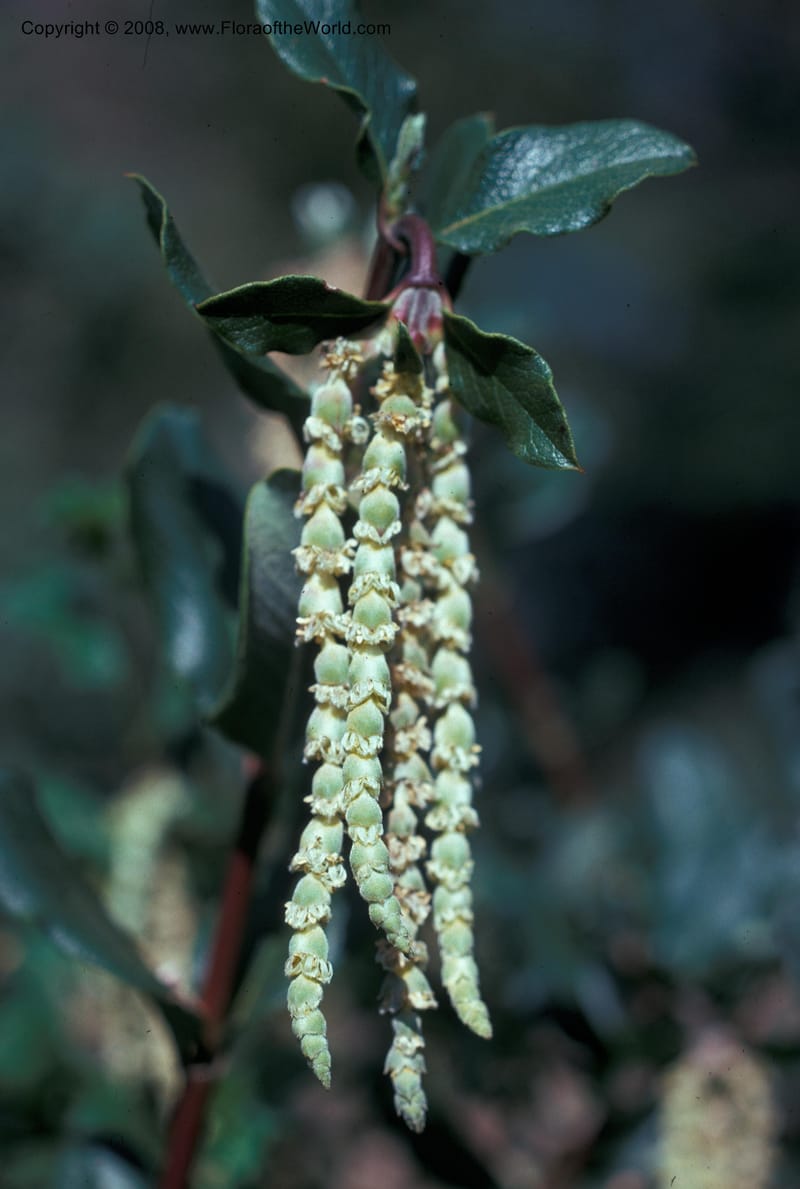 Garrya elliptica--CA. Rancho Santa Ana Bot. Garden, Claremont. Mar 76. 002.jpg