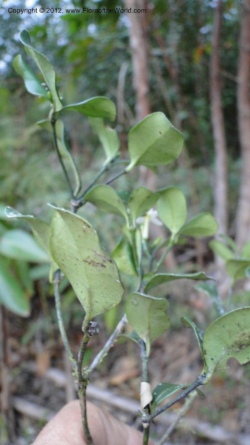Petchia, N. Manjato 193--Madagascar. E of Ambositra toward Antoetra. 2 May 2010 407 (4).jpg