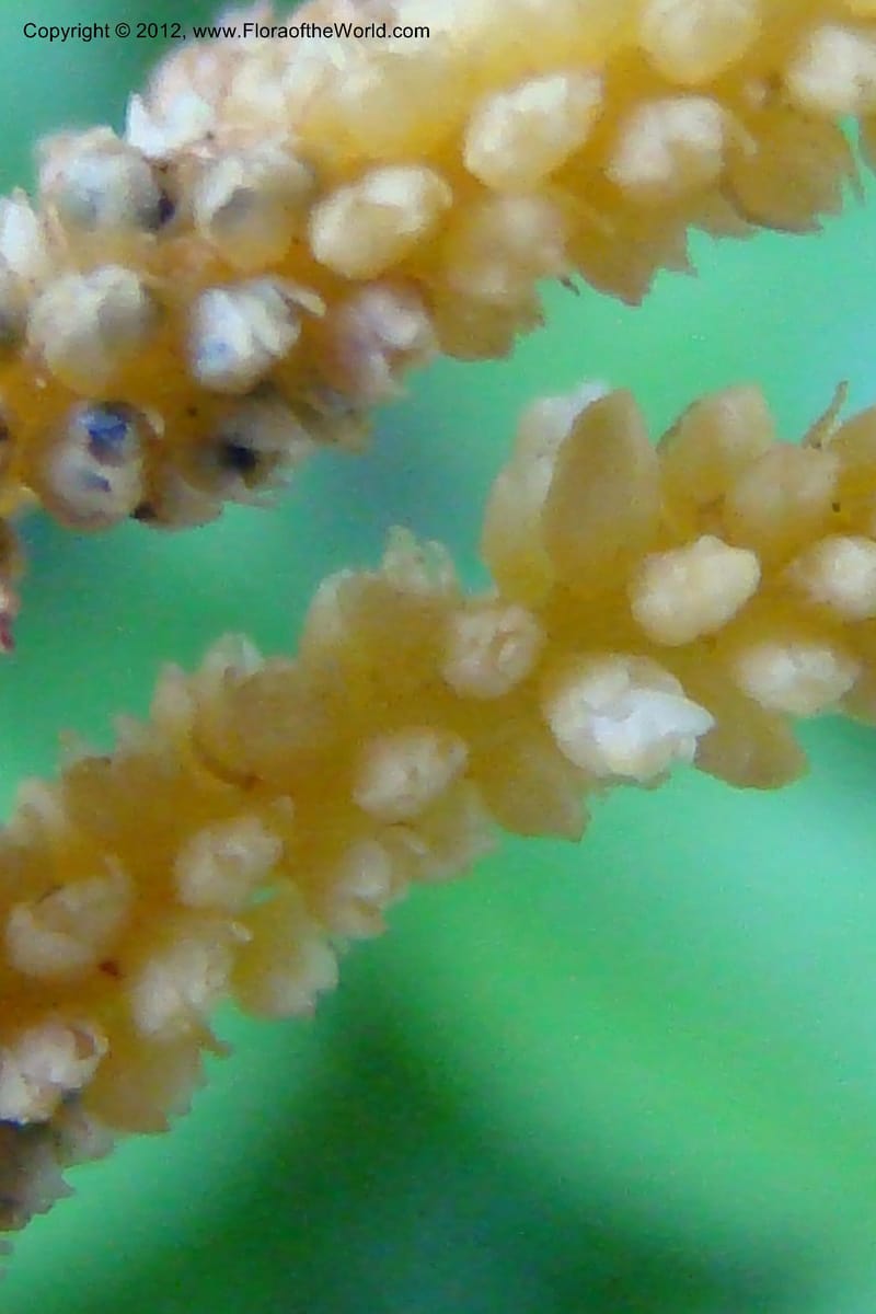 Epirixanthes, Regalado, 1690--Viet Nam. Quang Tri Prov. Dakrong Distr. DaKrong. 11 Apr 09. 197 (7).jpg