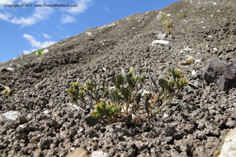 Phacelia lutea var. calva, C. Davidson 11847--Oregon. Malheur Co. Leslie Gulch. 30 June 2011. 110 (1).jpg