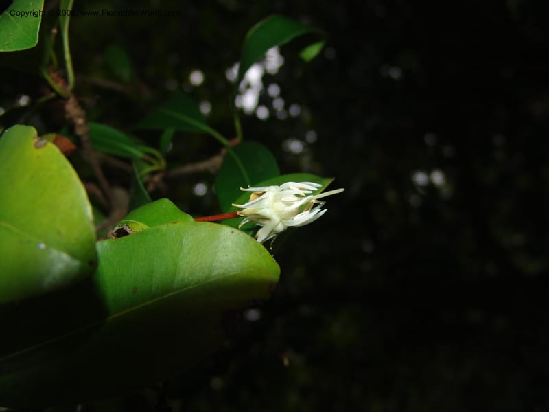 Vitellariopsis marginata--So. Africa. Lowveld Nat. Bot. Gard. 2. 14 Mch 05. 342.jpg