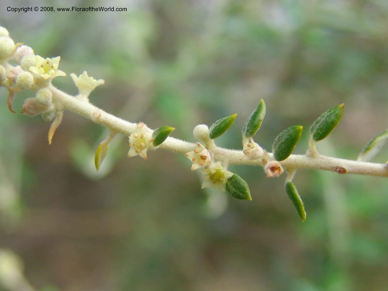 Phylica paniculata--So.Africa. Mpumal. Buffelskloof Private Nat. Res. 17 Mch 05. 037.jpg