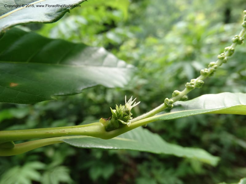 Female flower and developing catkin on leafy twig