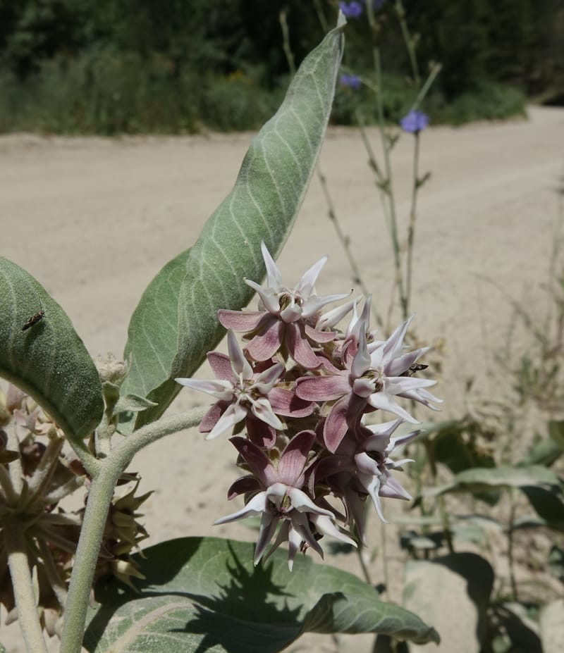 Asclepias speciosa, C. Davidson 13729--ID. Boise Co. Robie Creek Rd. 21 July 2017. DSC03548 (45).JPG