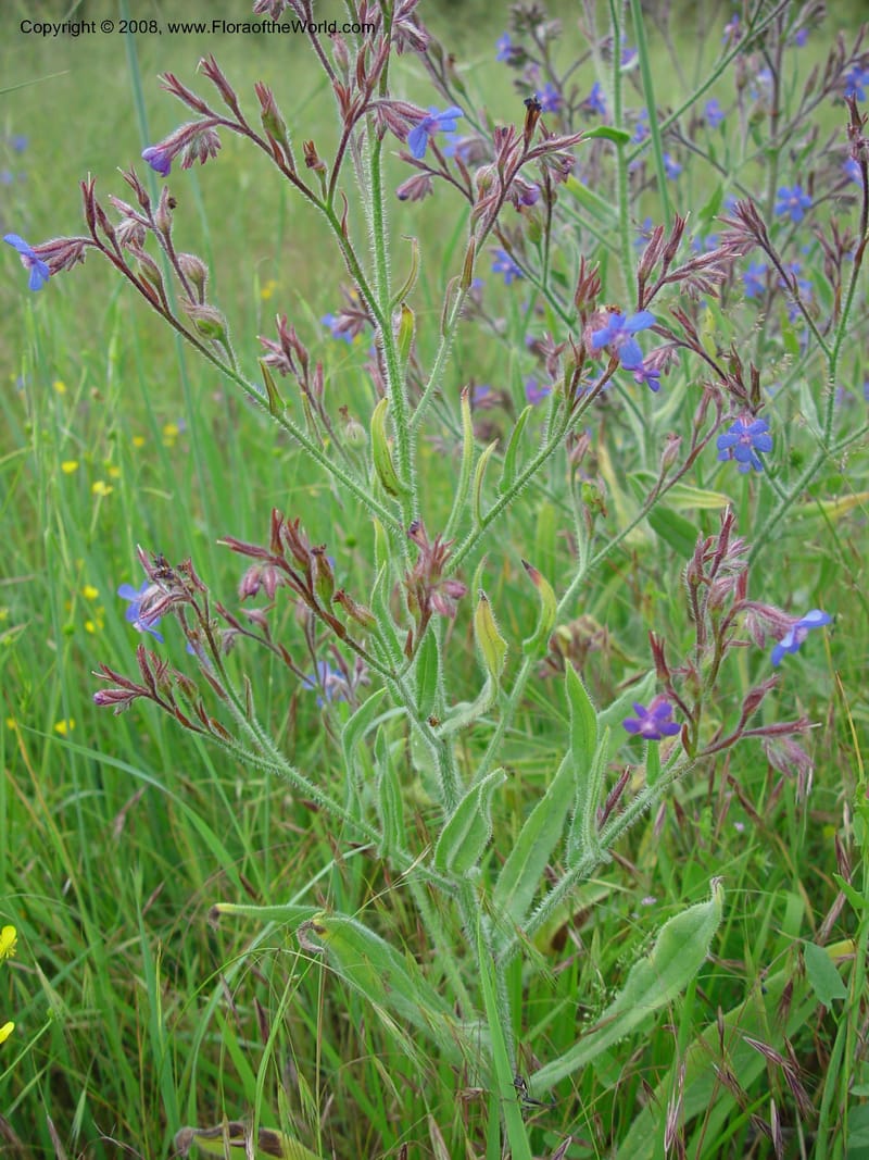Anchusa italica--Italy. Tuscany. Ris. Nat. Basso Merse. 20 May 03. 079.jpg