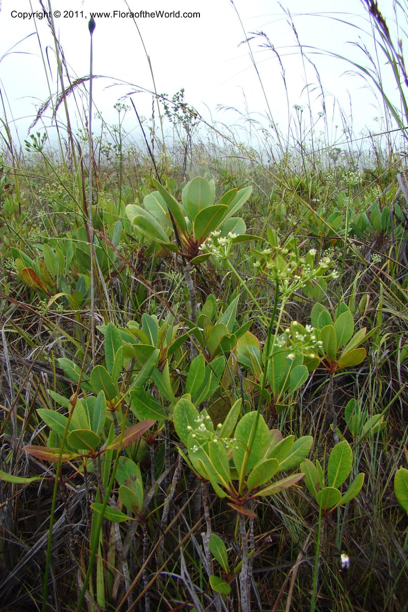 Myodocarpus, P. Lowry 7188--New Caledonia. Plaine des Lacs. NW of Grand Lac. 21 Jan 2010. 293 (179).jpg