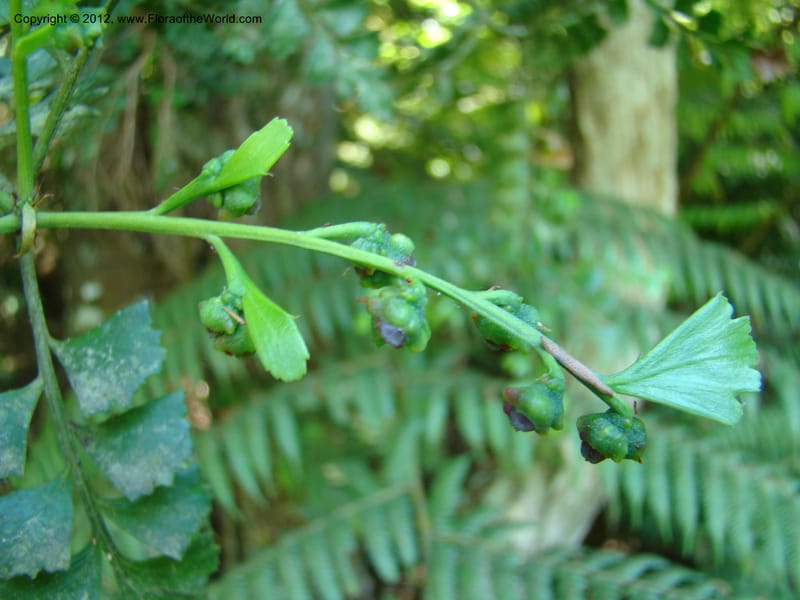 Phyllocladus trichomanoides, C. Gemmil 643--New Zealand. Waikato Distr. Puke Moke Moke Res. 26 Nov 07. 094 (8).jpg