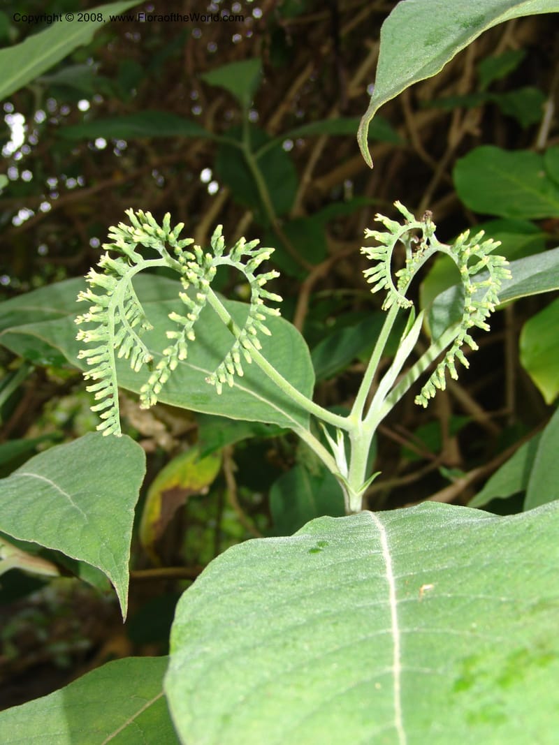 Tournefortia acutiflora--CA. San Francisco Botanical Garden (Strybing Arb.). 30 Mch 06. 143.jpg