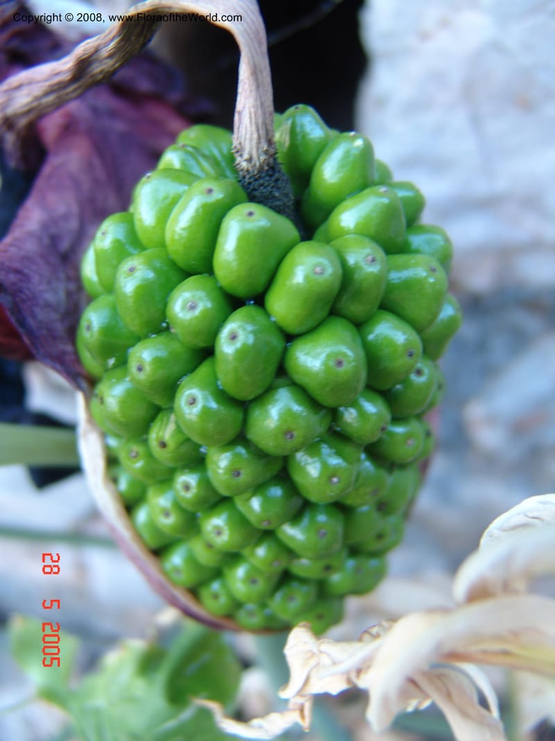 Arum concinnatum cf--Crete. Phenix trail, W of Loutro. 28 May 05. 027.jpg