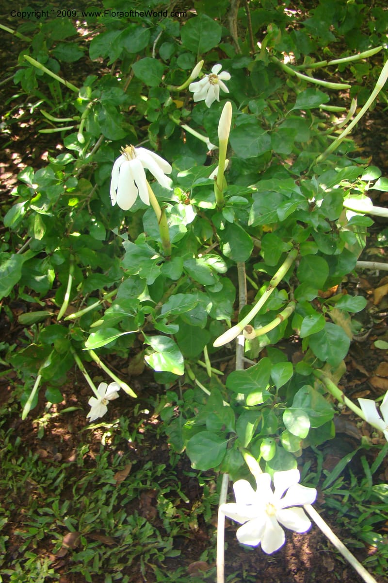 Gardenia thunbergii--South Africa. Durban Botanical Garden. 30 Jan 09. 007.jpg